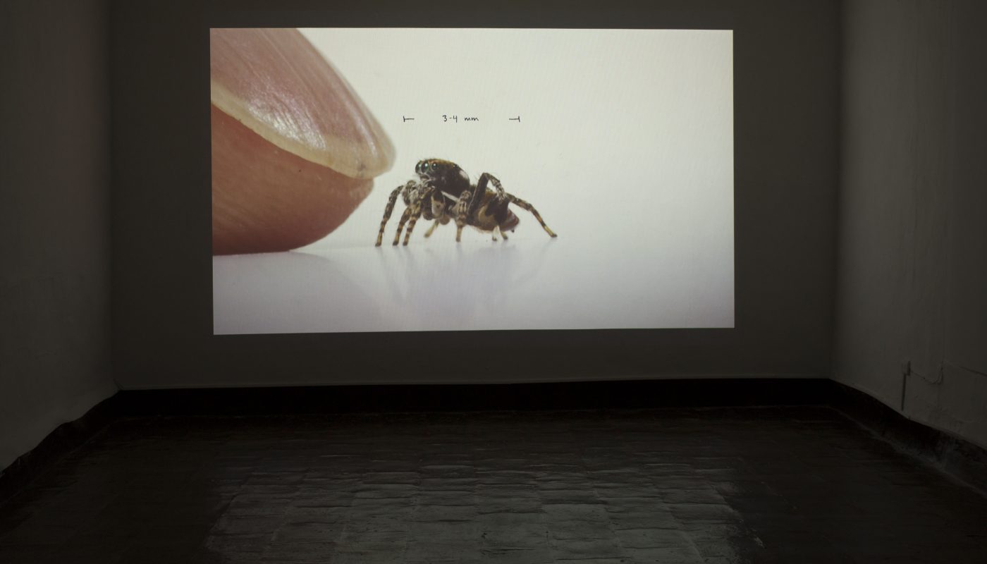 Vibro-tactile floor installed for Maria Fernanda Cardosas Origins or Art.jpg