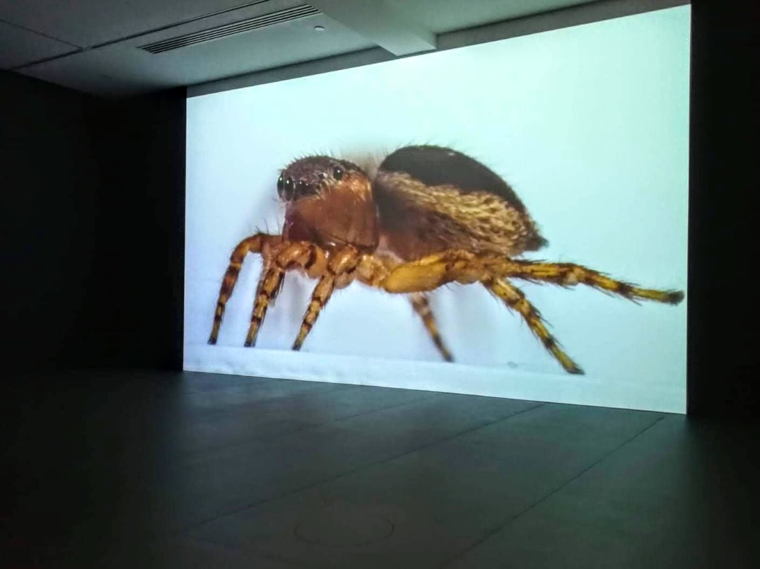 spiders-at-mca-2019